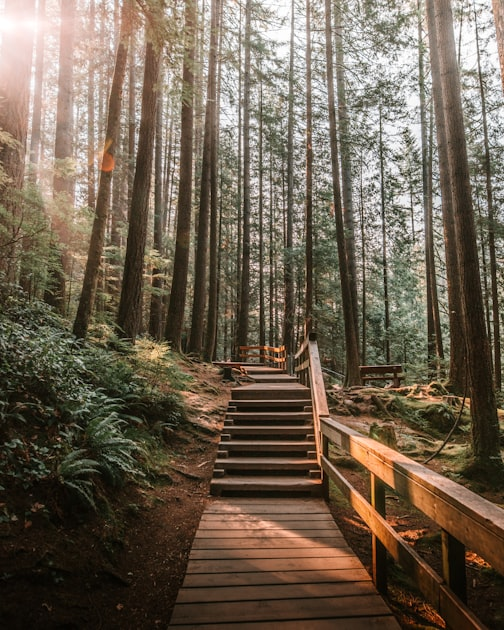 The Power of Forest Therapy